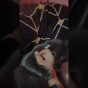 В Мире Множество Котов