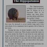 Facts And Figures Third Edition 2005 Unit 1 Animals Lesson 4 The Hippopotamus