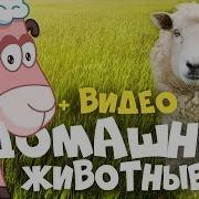 Мультфильмы Про Домашних Животных