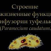 Инфузория Туфелька Paramecium Caudatum