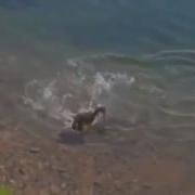 Щука Атакует Маленьких Утят И Кота