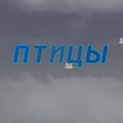 Птицы Но Это Титры В Моём Стиле