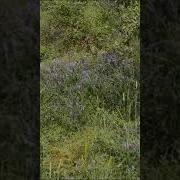 Аспи Давлат Гар Савори Хоксори Пеша Кун