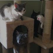 Siberian Mouse Cp Search Manual