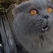 Говорящий Смешной Кот Ругается На Хозяина