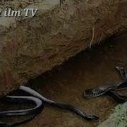 Hayrulla Hamidov Qabr Azobi Xaqida Хайрулла Хамидов Кабр Азоби Хакида