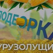 Кукурузолущилка Своими Руками