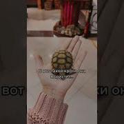 Секс Видео Маленькие Черепашки Мультик