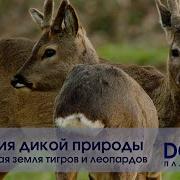 История Дикой Природы Корейский