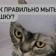 Как Правильно Мыть Кота