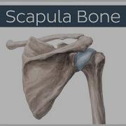 Scapula