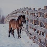 Однажды В Студёной Холодной Лошадка П К Забору