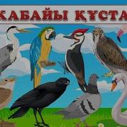 Құстардың Дауысы