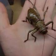 Madiga Liberiana Giant Fighter Crickets