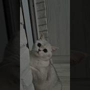 Посмотрите На Этого Красавца