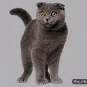 Коты Поют Песню Про Еду