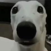 Scared Dog Meme