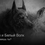 Черный И Белый Волк В Каждом Из Нас