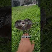 Ящерицы Приколы