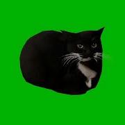 Чёрный Кот Танцует Под Музыку