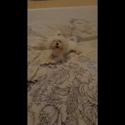 Рок Про Домашних Животных