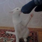 Кот Нюхает Ногу 2016 Прикол
