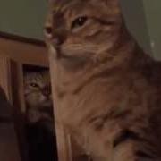 Кот Из Шкафа Бьет Кота
