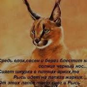 Ты Белая Рысь А Я Ночной Волк