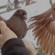 Николаевские Голуби Бердянский Район Голуби Украины 2019 Года