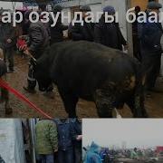 Базар Озундагы Баалар Жалал Абад Мал Базары