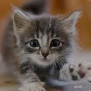 Веселая Песенка Для Малышей Жил На Свете Маленький Котенок