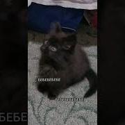 Я Не Ручаюсь За Себя Бя Бя Бя