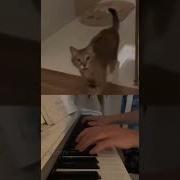 Кото Поет Под Музыку