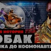 История Собак