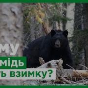 Чому Медвідь Взмику