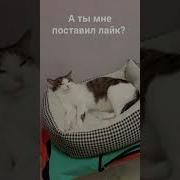А Ты Поставил Мне Лайк