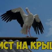 Фоминых Аист На Крыше