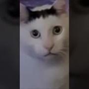 Сдавайся Хохол Тут Ахмат Сила