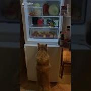 Сыра Хочешь Ха Спрашиваешь