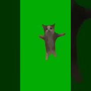 Котёнок Хапихапи