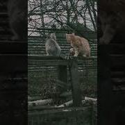 А Я Чёт Не Понял Ты Мне Нервы Какие То Устраиваешь