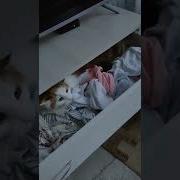 Закадровый Смех Воронины
