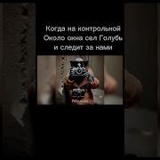 Голубино Шпионино