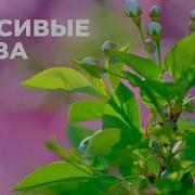 Большие Привлекательные Глаза Саблиминал На Русском