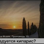 О Чем Радуется Кипарис Самарин