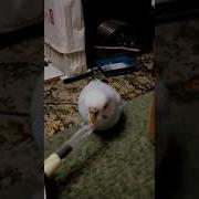 Говорящий Попугай Петя