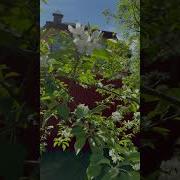 Песня Про Природу В Тикток