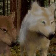 Twilight Wolves For The Glory Черный Волк