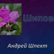 Шиповник Андрей Шпехт