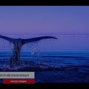 Эмне Себептен Юнус Пайгамбарды Кит Жутуп Алган Кызыктуу Окуя Шейх Чубак Ажы
